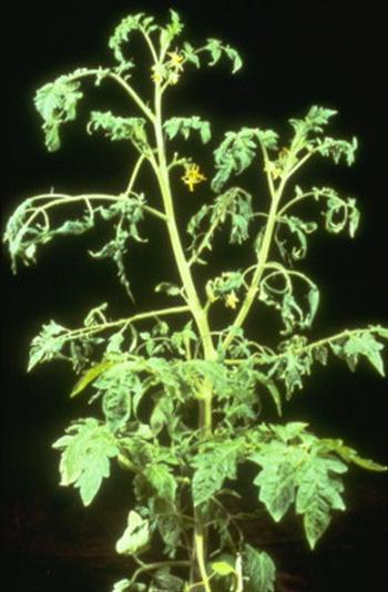 ویروس موزائیک خیار